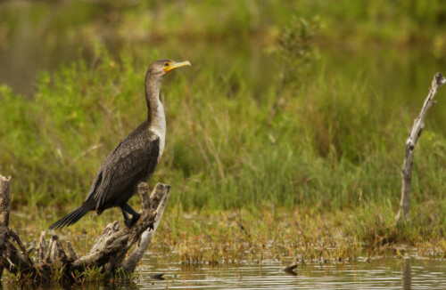 Double-Crested-Cormorant.jpg